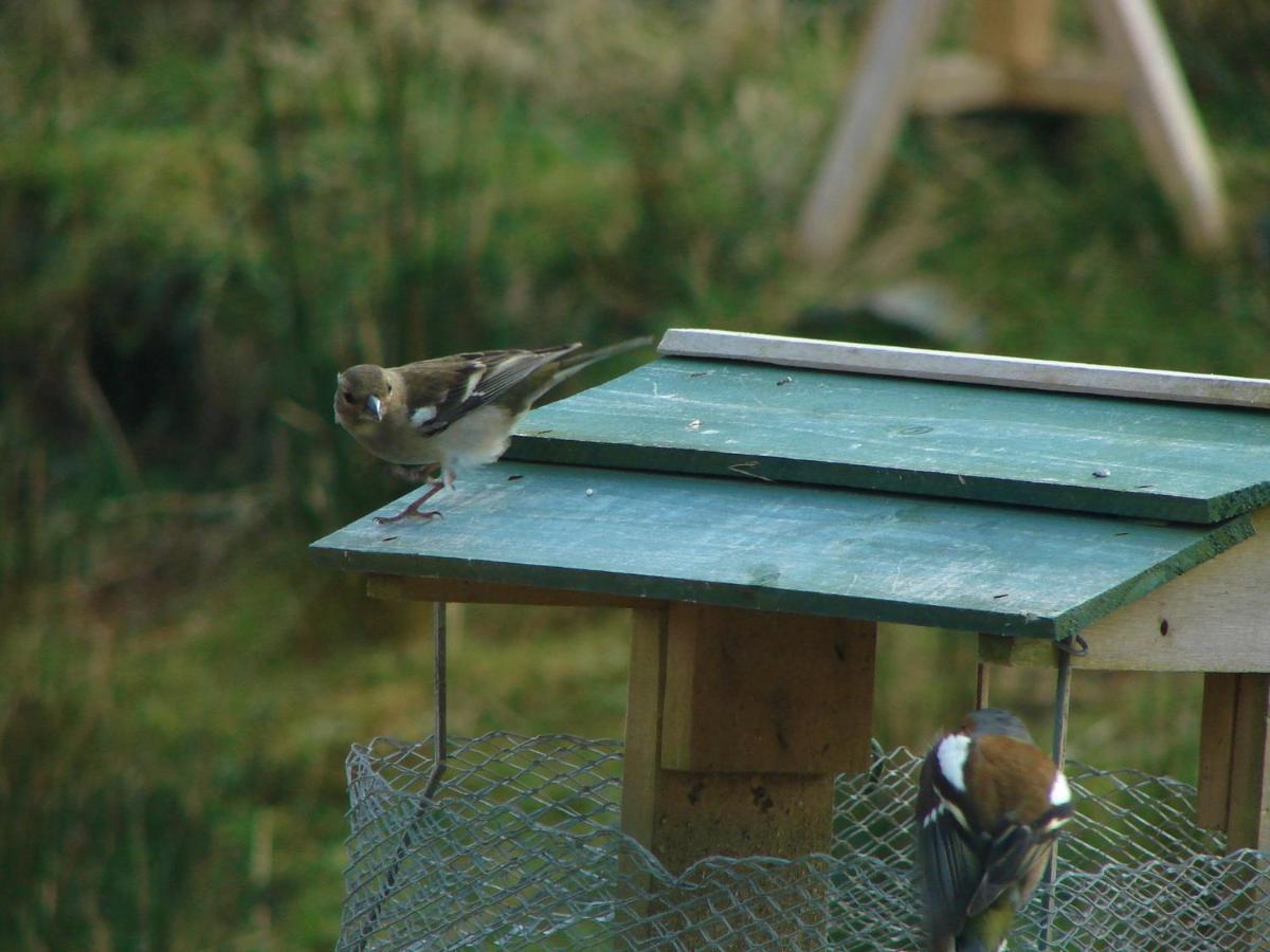 Clifden Wildflower Cottage - Clifden Countryside Lettings Exteriör bild
