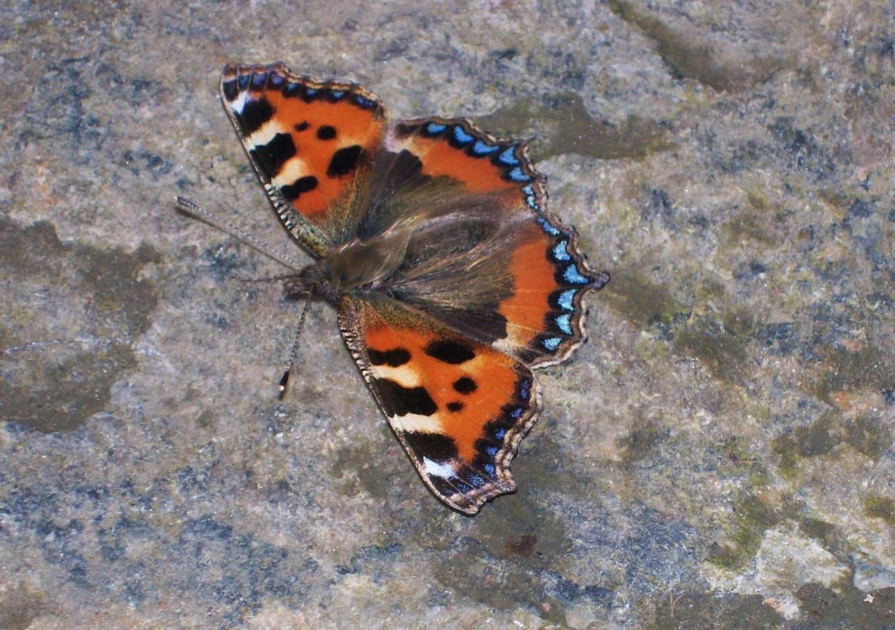 Clifden Wildflower Cottage - Clifden Countryside Lettings Exteriör bild