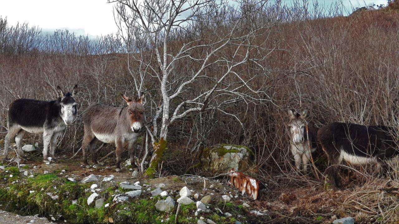 Clifden Wildflower Cottage - Clifden Countryside Lettings Exteriör bild
