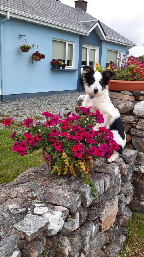 Clifden Wildflower Cottage - Clifden Countryside Lettings Exteriör bild